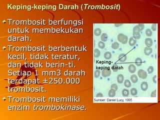 Keping-keping Darah (Keping-keping Darah (TrombositTrombosit))
Trombosit berfungsiTrombosit berfungsi
untuk membekukanuntuk membekukan
darah.darah.
TrombositTrombosit berbentukberbentuk
kecil, tidak teratur,kecil, tidak teratur,
dan tidak berin-ti.dan tidak berin-ti.
Setiap 1 mm3 darahSetiap 1 mm3 darah
terdapat ±250.000terdapat ±250.000
trombosit.trombosit.
Trombosit memilikiTrombosit memiliki
enzimenzim trombokinase.trombokinase.
 