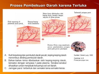 Proses Pembekuan Darah karena TerlukaProses Pembekuan Darah karena Terluka
 