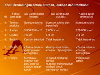 Tabel Perbandingan antara eritrosit, leukosit dan trombosit
No
Faktor
pembeda
Sel darah merah
(eritrosit)
Sel darah putih
(leukosit)
Keping darah
(trombosit)
1. Tempat
produksi
Sumsum tulang Sumsum tulang dan
buku limfa
Sumsum tulang
2. Jumlah 5.000.000/mm3
7.000/ mm3
250.000/ mm3
3. Ukuran 7,5 µm 5-9 µm 2-4 µm
4. Bentuk Cakram bikonkaf Tidak beraturan Tidak beraturan
5. Struktur •Tanpa nukleus
•Mempunyai
hemoglobin
•Mempunyai nukleu
•Tanpa hemoglobin
•Tanpa nukleus
•Tanpa
hemoglobin
6. Fungsi Membawa
oksigen dari
paru-paru ke
seluruh bagian
tubuh
•Fagosit memakan
kuman
•Limfosit menghasilkan
antibodi untuk
membunuh kuman
Pembekuan
darah
 