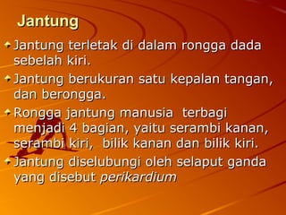 JantungJantung
Jantung terletak di dalam rongga dadaJantung terletak di dalam rongga dada
sebelah kiri.sebelah kiri.
Jantung berukuran satu kepalan tangan,Jantung berukuran satu kepalan tangan,
dan berongga.dan berongga.
Rongga jantung manusia terbagiRongga jantung manusia terbagi
menjadi 4 bagian, yaitu serambi kanan,menjadi 4 bagian, yaitu serambi kanan,
serambi kiri, bilik kanan dan bilik kiri.serambi kiri, bilik kanan dan bilik kiri.
Jantung diselubungi oleh selaput gandaJantung diselubungi oleh selaput ganda
yang disebutyang disebut perikardiumperikardium
 