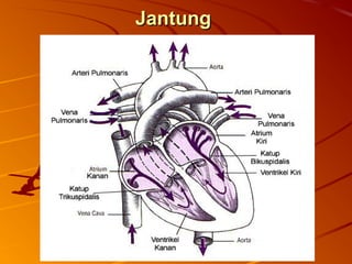 JantungJantung
 