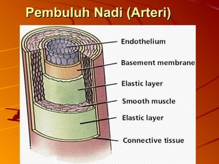 Pembuluh Nadi (Arteri)Pembuluh Nadi (Arteri)
 