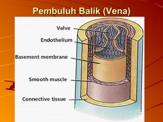 Pembuluh Balik (Vena)Pembuluh Balik (Vena)
 