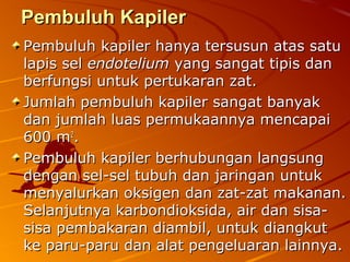 Pembuluh KapilerPembuluh Kapiler
Pembuluh kapiler hanya tersusun atas satuPembuluh kapiler hanya tersusun atas satu
lapis sellapis sel endoteliumendotelium yang sangat tipis danyang sangat tipis dan
berfungsi untuk pertukaran zat.berfungsi untuk pertukaran zat.
Jumlah pembuluh kapiler sangat banyakJumlah pembuluh kapiler sangat banyak
dan jumlah luas permukaannya mencapaidan jumlah luas permukaannya mencapai
600 m600 m22
..
Pembuluh kapiler berhubungan langsungPembuluh kapiler berhubungan langsung
dengan sel-sel tubuh dan jaringan untukdengan sel-sel tubuh dan jaringan untuk
menyalurkan oksigen dan zat-zat makanan.menyalurkan oksigen dan zat-zat makanan.
Selanjutnya karbondioksida, air dan sisa-Selanjutnya karbondioksida, air dan sisa-
sisa pembakaran diambil, untuk diangkutsisa pembakaran diambil, untuk diangkut
ke paru-paru dan alat pengeluaran lainnya.ke paru-paru dan alat pengeluaran lainnya.
 