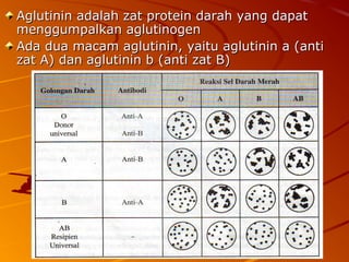 Aglutinin adalah zat protein darah yang dapatAglutinin adalah zat protein darah yang dapat
menggumpalkan aglutinogenmenggumpalkan aglutinogen
Ada dua macam aglutinin, yaitu aglutinin a (antiAda dua macam aglutinin, yaitu aglutinin a (anti
zat A) dan aglutinin b (anti zat B)zat A) dan aglutinin b (anti zat B)
 