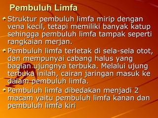 Pembuluh LimfaPembuluh Limfa
Struktur pembuluh limfa mirip denganStruktur pembuluh limfa mirip dengan
vena kecil, tetapi memiliki banyak katupvena kecil, tetapi memiliki banyak katup
sehingga pembuluh limfa tampak sepertisehingga pembuluh limfa tampak seperti
rangkaian merjan.rangkaian merjan.
Pembuluh limfa terletak di sela-sela otot,Pembuluh limfa terletak di sela-sela otot,
dan mempunyai cabang halus yangdan mempunyai cabang halus yang
bagian ujungnya terbuka. Melalui ujungbagian ujungnya terbuka. Melalui ujung
terbuka inilah, cairan jaringan masuk keterbuka inilah, cairan jaringan masuk ke
dalam pembuluh limfa.dalam pembuluh limfa.
Pembuluh limfa dibedakan menjadi 2Pembuluh limfa dibedakan menjadi 2
macam yaitu pembuluh limfa kanan danmacam yaitu pembuluh limfa kanan dan
pembuluh limfa kiripembuluh limfa kiri
 