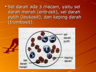 Sel darah ada 3 macam, yaitu selSel darah ada 3 macam, yaitu sel
darah merah (eritrosit), sel darahdarah merah (eritrosit), sel darah
putih (leukosit), dan keping darahputih (leukosit), dan keping darah
(trombosit).(trombosit).
 