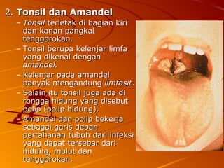 2.2. Tonsil dan AmandelTonsil dan Amandel
– TonsilTonsil terletak di bagian kiriterletak di bagian kiri
dan kanan pangkaldan kanan pangkal
tenggorokan.tenggorokan.
– Tonsil berupa kelenjar limfaTonsil berupa kelenjar limfa
yang dikenal denganyang dikenal dengan
amandel.amandel.
– Kelenjar pada amandelKelenjar pada amandel
banyak mengandungbanyak mengandung limfositlimfosit..
– Selain itu tonsil juga ada diSelain itu tonsil juga ada di
rongga hidung yang disebutrongga hidung yang disebut
polip (polip hidung).polip (polip hidung).
– Amandel dan polip bekerjaAmandel dan polip bekerja
sebagai garis depansebagai garis depan
pertahanan tubuh dari infeksipertahanan tubuh dari infeksi
yang dapat tersebar dariyang dapat tersebar dari
hidung, mulut danhidung, mulut dan
tenggorokan.tenggorokan.
 
