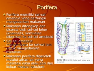 PoriferaPorifera
Porifera memiliki sel-selPorifera memiliki sel-sel
ameboid yang berfungsiameboid yang berfungsi
mengedarkan makananmengedarkan makanan
Makanan ditangkap danMakanan ditangkap dan
dicerna oleh sel-sel leherdicerna oleh sel-sel leher
(koanosit), kemudian(koanosit), kemudian
diberikan ke sel-sel ameboiddiberikan ke sel-sel ameboid
Sel-sel ameboidSel-sel ameboid
mengembara ke sel-sel lainmengembara ke sel-sel lain
untuk mengedarkanuntuk mengedarkan
makananmakanan
Makanan porifera diperolehMakanan porifera diperoleh
melalui aliran air yangmelalui aliran air yang
melintasi ostia atau pori danmelintasi ostia atau pori dan
keluar melalui oskulumkeluar melalui oskulum
 