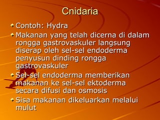 CnidariaCnidaria
Contoh: HydraContoh: Hydra
Makanan yang telah dicerna di dalamMakanan yang telah dicerna di dalam
rongga gastrovaskuler langsungrongga gastrovaskuler langsung
diserap oleh sel-sel endodermadiserap oleh sel-sel endoderma
penyusun dinding ronggapenyusun dinding rongga
gastrovaskulergastrovaskuler
Sel-sel endoderma memberikanSel-sel endoderma memberikan
makanan ke sel-sel ektodermamakanan ke sel-sel ektoderma
secara difusi dan osmosissecara difusi dan osmosis
Sisa makanan dikeluarkan melaluiSisa makanan dikeluarkan melalui
mulutmulut
 