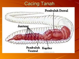 Cacing TanahCacing Tanah
 
