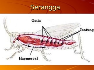 SeranggaSerangga
 
