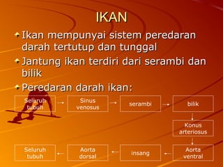 IKANIKAN
Ikan mempunyai sistem peredaranIkan mempunyai sistem peredaran
darah tertutup dan tunggaldarah tertutup dan tunggal
Jantung ikan terdiri dari serambi danJantung ikan terdiri dari serambi dan
bilikbilik
Peredaran darah ikan:Peredaran darah ikan:
Seluruh
tubuh
serambi
Sinus
venosus
Konus
arteriosus
bilik
Aorta
ventral
Seluruh
tubuh
Aorta
dorsal
insang
 