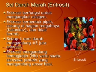 Sel Darah Merah (Eritrosit)Sel Darah Merah (Eritrosit)
Eritrosit berfungsi untukEritrosit berfungsi untuk
mengangkut oksigen.mengangkut oksigen.
Eritrosit berbentuk pipih,Eritrosit berbentuk pipih,
cekung di bagian tengahnyacekung di bagian tengahnya
(bikonkav), dan tidak(bikonkav), dan tidak
berinti.berinti.
Setiap 1 mmSetiap 1 mm33
darahdarah
mengandung ±5 jutamengandung ±5 juta
eritrosit.eritrosit.
Eritrosit mengandungEritrosit mengandung
hemoglobin (Hb) yaitu suatuhemoglobin (Hb) yaitu suatu
senyawa protein yangsenyawa protein yang
mengandung unsur besi.mengandung unsur besi.
Eritrosit
 