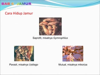 Cara Hidup Jamur
Saprofit, misalnya Gymnophilus
Parasit, misalnya Ustilago Mutual, misalnya mikoriza
 