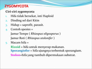 ZYGOMYCOTA
Ciri-ciri zygomycota
1. Hifa tidak bersekat, inti Haploid
2. Dinding sel dari Kitin
3. Hidup = saprofit, parasit.
4. Contoh spesies =
Jamur Tempe ( Rhizopus oligosporus )
Jamur Roti ( Rhizopus stolonifer )
5. Macam hifa =
Rizoid = hifa untuk menyerap makanan.
Sporangiofor = hifa ujungnya terbentuk sporangium.
Stolon=hifa yang tumbuh dipermukaan substrat.
 