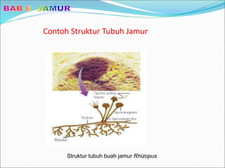 Contoh Struktur Tubuh Jamur
Struktur tubuh buah jamur Rhizopus
 