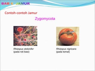 Contoh-contoh Jamur
Zygomycota
Rhizopus stolonifer
(pada roti basi)
Rhizopus nigricans
(pada tomat)
 