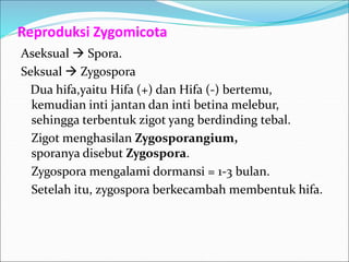 Aseksual  Spora.
Seksual  Zygospora
Dua hifa,yaitu Hifa (+) dan Hifa (-) bertemu,
kemudian inti jantan dan inti betina melebur,
sehingga terbentuk zigot yang berdinding tebal.
Zigot menghasilan Zygosporangium,
sporanya disebut Zygospora.
Zygospora mengalami dormansi = 1-3 bulan.
Setelah itu, zygospora berkecambah membentuk hifa.
Reproduksi Zygomicota
 