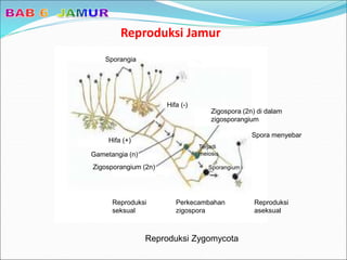 Reproduksi Jamur
Reproduksi Zygomycota
Sporangia
Hifa (-)
Zigospora (2n) di dalam
zigosporangium
Spora menyebar
Sporangium
Reproduksi
aseksual
Perkecambahan
zigospora
Reproduksi
seksual
Terjadi
meiosis
Zigosporangium (2n)
Gametangia (n)
Hifa (+)
 