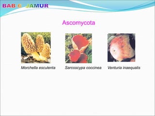 Ascomycota
Morchella esculenta Sarcoscypa coccinea Venturia inaequalis
 