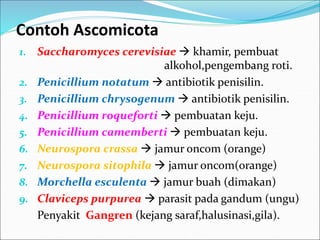 Contoh Ascomicota
1. Saccharomyces cerevisiae  khamir, pembuat
alkohol,pengembang roti.
2. Penicillium notatum  antibiotik penisilin.
3. Penicillium chrysogenum  antibiotik penisilin.
4. Penicillium roqueforti  pembuatan keju.
5. Penicillium camemberti  pembuatan keju.
6. Neurospora crassa  jamur oncom (orange)
7. Neurospora sitophila  jamur oncom(orange)
8. Morchella esculenta  jamur buah (dimakan)
9. Claviceps purpurea  parasit pada gandum (ungu)
Penyakit Gangren (kejang saraf,halusinasi,gila).
 