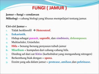FUNGI ( JAMUR )
Jamur = fungi = cendawan
Mikologi = cabang biologi yang khusus mempelajari tentang jamur.
Ciri-ciri Jamur =
1. Tidak berklorofil  Heterotrof.
2. Eukariotik.
3. Hidup sebagai parasit, saprofit, dan simbiosis, dekomposer.
4. Multiseluler, Uniseluler.
5. Hifa = benang-benang penyusun tubuh jamur
6. Miselium = kumpulan dari cabang-cabang hifa.
7. Dinding sel dari zat Kitin (karbohidrat yang mengandung nitrogen)
8. Berkembang biak dengan = spora.
9. Enzim yang ada dalam jamur = protease, amilase,dan pektinase.
 