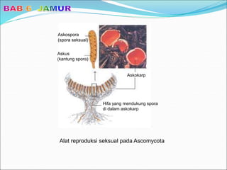 Alat reproduksi seksual pada Ascomycota
Askospora
(spora seksual)
Askus
(kantung spora)
Askokarp
Hifa yang mendukung spora
di dalam askokarp
 