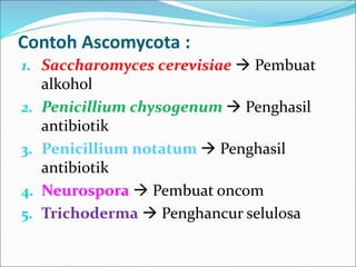 Contoh Ascomycota :
1. Saccharomyces cerevisiae  Pembuat
alkohol
2. Penicillium chysogenum  Penghasil
antibiotik
3. Penicillium notatum  Penghasil
antibiotik
4. Neurospora  Pembuat oncom
5. Trichoderma  Penghancur selulosa
 