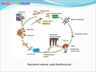 Reproduksi seksual pada Basidiomycota
Basidiospora
Hifa bermiselia
Basidiospora
Hifa -
Hifa +
Miselium dikariotik
Basidiokarp muda
Tudung
Bilah
Basidiokarp
(tubuh buah)
Bilah-bilah
dengan basidia
Perkembangan
basidia
Sterigma
Basidium
Basidium
 