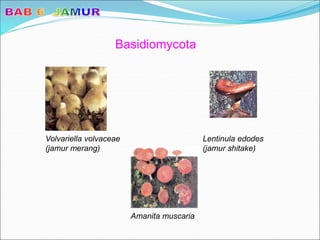 Basidiomycota
Volvariella volvaceae
(jamur merang)
Lentinula edodes
(jamur shitake)
Amanita muscaria
 