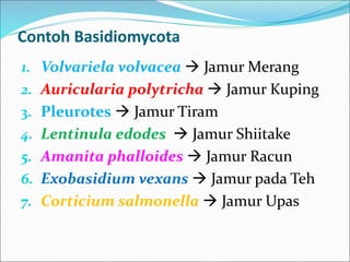 Contoh Basidiomycota
1. Volvariela volvacea  Jamur Merang
2. Auricularia polytricha  Jamur Kuping
3. Pleurotes  Jamur Tiram
4. Lentinula edodes  Jamur Shiitake
5. Amanita phalloides  Jamur Racun
6. Exobasidium vexans  Jamur pada Teh
7. Corticium salmonella  Jamur Upas
 