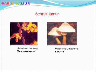 Bentuk Jamur
Uniseluler, misalnya
Saccharomyces
Multiseluler, misalnya
Lepiota
 