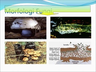 Morfologi Fungi
 
