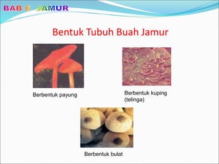 Bentuk Tubuh Buah Jamur
Berbentuk payung Berbentuk kuping
(telinga)
Berbentuk bulat
 