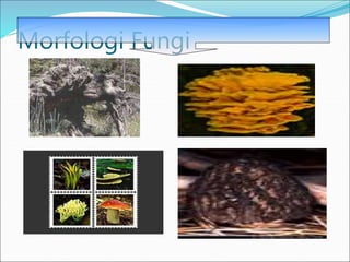 Morfologi Fungi
 