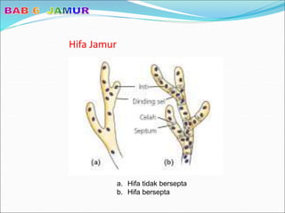 Hifa Jamur
a. Hifa tidak bersepta
b. Hifa bersepta
 