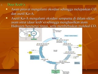 2.2. Daur Kreb’sDaur Kreb’s
 Asam piruvat mengalami oksidasi sehingga melepaskan COAsam piruvat mengalami oksidasi sehingga melepaskan CO22
dan asetil Ko-A.dan asetil Ko-A.
 Asetil Ko-A mengalami oksidasi sempurna di dalam siklusAsetil Ko-A mengalami oksidasi sempurna di dalam siklus
asam sitrat (daur kreb’s) sehingga menghasilkan atomasam sitrat (daur kreb’s) sehingga menghasilkan atom
Hidrogen berenergi tinggi, serta membebaskan molekul COHidrogen berenergi tinggi, serta membebaskan molekul CO22
 