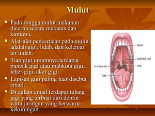 MulutMulut
 Pada rongga mulut makananPada rongga mulut makanan
dicerna secara mekanis dandicerna secara mekanis dan
kimiawi.kimiawi.
 Alat-alat pencernaan pada mulutAlat-alat pencernaan pada mulut
adalah gigi, lidah, dan kelenjaradalah gigi, lidah, dan kelenjar
air ludah.air ludah.
 Tiap gigi umumnya terdapatTiap gigi umumnya terdapat
puncak gigi atau mahkota gigi,puncak gigi atau mahkota gigi,
leher gigi, akar gigi.leher gigi, akar gigi.
 Lapisan gigi paling luar disebutLapisan gigi paling luar disebut
email.email.
 Di dalam email terdapat tulangDi dalam email terdapat tulang
gigi yang terbuat dari dentingigi yang terbuat dari dentin
yaitu jaringan yang berwarnayaitu jaringan yang berwarna
kekuningan.kekuningan.
 
