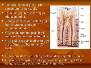  Lapisan luar akar gigi disebutLapisan luar akar gigi disebut
sementum (semen gigi).sementum (semen gigi).
 Di dalam gigi terdapat ronggaDi dalam gigi terdapat rongga
gigi atau pulpa.gigi atau pulpa.
 Rongga pada bagian dalam gigiRongga pada bagian dalam gigi
berisi serabut saraf danberisi serabut saraf dan
pembuluh darah.pembuluh darah.
 Gigi mulai tumbuh pada bayiGigi mulai tumbuh pada bayi
umur 6-7 bulan sampai 26 bulan.umur 6-7 bulan sampai 26 bulan.
 Gigi pada anak-anak disebut gigiGigi pada anak-anak disebut gigi
susu. Gigi susu berjumlah 20susu. Gigi susu berjumlah 20
buah.buah.
 Gigi orang dewasa disebut gigi tetap dan berjumlah 32 buah.Gigi orang dewasa disebut gigi tetap dan berjumlah 32 buah.
 Gigi seri berfungsi memotong makanan, gigi taring sebagaiGigi seri berfungsi memotong makanan, gigi taring sebagai
pengoyak, gigi geraham sebagai pengunyah.pengoyak, gigi geraham sebagai pengunyah.
 