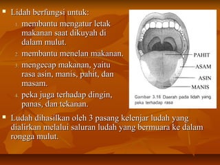  Lidah berfungsi untuk:Lidah berfungsi untuk:
1.1. membantu mengatur letakmembantu mengatur letak
makanan saat dikuyah dimakanan saat dikuyah di
dalam mulut.dalam mulut.
2.2. membantu menelan makanan.membantu menelan makanan.
3.3. mengecap makanan, yaitumengecap makanan, yaitu
rasa asin, manis, pahit, danrasa asin, manis, pahit, dan
masam.masam.
4.4. peka juga terhadap dingin,peka juga terhadap dingin,
panas, dan tekanan.panas, dan tekanan.
 Ludah dihasilkan oleh 3 pasang kelenjar ludah yangLudah dihasilkan oleh 3 pasang kelenjar ludah yang
dialirkan melalui saluran ludah yang bermuara ke dalamdialirkan melalui saluran ludah yang bermuara ke dalam
rongga mulut.rongga mulut.
PAHIT
ASIN
ASAM
MANIS
 