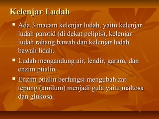 Kelenjar LudahKelenjar Ludah
 Ada 3 macam kelenjar ludah, yaitu kelenjarAda 3 macam kelenjar ludah, yaitu kelenjar
ludah parotid (di dekat pelipis), kelenjarludah parotid (di dekat pelipis), kelenjar
ludah rahang bawah dan kelenjar ludahludah rahang bawah dan kelenjar ludah
bawah lidah.bawah lidah.
 Ludah mengandung air, lendir, garam, danLudah mengandung air, lendir, garam, dan
enzim ptialinenzim ptialin..
 Enzim ptialin berfungsi mengubah zatEnzim ptialin berfungsi mengubah zat
tepung (amilum) menjadi gula yaitu maltosatepung (amilum) menjadi gula yaitu maltosa
dan glukosa.dan glukosa.
 