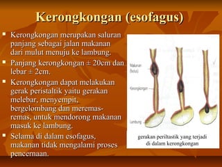 Kerongkongan (esofagus)Kerongkongan (esofagus)
 Kerongkongan merupakan saluranKerongkongan merupakan saluran
panjang sebagai jalan makananpanjang sebagai jalan makanan
dari mulut menuju ke lambung.dari mulut menuju ke lambung.
 Panjang kerongkongan ± 20cm danPanjang kerongkongan ± 20cm dan
lebar ± 2cm.lebar ± 2cm.
 Kerongkongan dapat melakukanKerongkongan dapat melakukan
gerak peristaltik yaitu gerakangerak peristaltik yaitu gerakan
melebar, menyempit,melebar, menyempit,
bergelombang dan meremas-bergelombang dan meremas-
remas, untuk mendorong makananremas, untuk mendorong makanan
masuk ke lambung.masuk ke lambung.
 Selama di dalam esofagus,Selama di dalam esofagus,
makanan tidak mengalami prosesmakanan tidak mengalami proses
pencernaan.pencernaan.
gerakan periltastik yang terjadi
di dalam kerongkongan
 