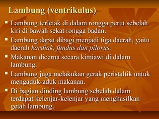 Lambung (ventrikulus)Lambung (ventrikulus)
 Lambung terletak di dalam rongga perut sebelahLambung terletak di dalam rongga perut sebelah
kiri di bawah sekat rongga badan.kiri di bawah sekat rongga badan.
 Lambung dapat dibagi menjadi tiga daerah, yaituLambung dapat dibagi menjadi tiga daerah, yaitu
daerahdaerah kardiak, fundus dan pilorus.kardiak, fundus dan pilorus.
 Makanan dicerna secara kimiawi di dalamMakanan dicerna secara kimiawi di dalam
lambung.lambung.
 Lambung juga melakukan gerak peristaltik untukLambung juga melakukan gerak peristaltik untuk
mengaduk-aduk makanan.mengaduk-aduk makanan.
 Di bagian dinding lambung sebelah dalamDi bagian dinding lambung sebelah dalam
terdapat kelenjar-kelenjar yang menghasilkanterdapat kelenjar-kelenjar yang menghasilkan
getah lambung.getah lambung.
 
