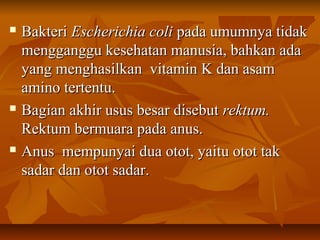  BakteriBakteri Escherichia coliEscherichia coli pada umumnya tidakpada umumnya tidak
mengganggu kesehatan manusia, bahkan adamengganggu kesehatan manusia, bahkan ada
yang menghasilkan vitamin K dan asamyang menghasilkan vitamin K dan asam
amino tertentu.amino tertentu.
 Bagian akhir usus besar disebutBagian akhir usus besar disebut rektum.rektum.
Rektum bermuara pada anus.Rektum bermuara pada anus.
 Anus mempunyai dua otot, yaitu otot takAnus mempunyai dua otot, yaitu otot tak
sadar dan otot sadar.sadar dan otot sadar.
 