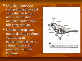  Di dalam empedalDi dalam empedal
sering terdapat kerikilsering terdapat kerikil
yang ditelan burungyang ditelan burung
untuk membantuuntuk membantu
menghancurkan biji-menghancurkan biji-
biji yang ditelan.biji yang ditelan.
 Kloaka merupakanKloaka merupakan
muara dari tiga saluranmuara dari tiga saluran
yaitu saluranyaitu saluran
pencernaan dari usus,pencernaan dari usus,
saluran uretra darisaluran uretra dari
ginjal dan saluranginjal dan saluran
kelaminkelamin
 