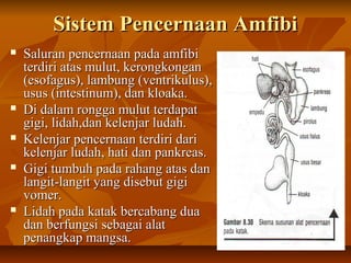 Sistem Pencernaan AmfibiSistem Pencernaan Amfibi
 Saluran pencernaan pada amfibiSaluran pencernaan pada amfibi
terdiri atas mulut, kerongkonganterdiri atas mulut, kerongkongan
(esofagus), lambung (ventrikulus),(esofagus), lambung (ventrikulus),
usus (intestinum), dan kloaka.usus (intestinum), dan kloaka.
 Di dalam rongga mulut terdapatDi dalam rongga mulut terdapat
gigi, lidah,dan kelenjar ludah.gigi, lidah,dan kelenjar ludah.
 Kelenjar pencernaan terdiri dariKelenjar pencernaan terdiri dari
kelenjar ludah, hati dan pankreas.kelenjar ludah, hati dan pankreas.
 Gigi tumbuh pada rahang atas danGigi tumbuh pada rahang atas dan
langit-langit yang disebut gigilangit-langit yang disebut gigi
vomer.vomer.
 Lidah pada katak bercabang duaLidah pada katak bercabang dua
dan berfungsi sebagai alatdan berfungsi sebagai alat
penangkap mangsa.penangkap mangsa.
 