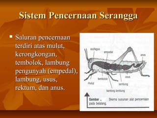 Sistem Pencernaan SeranggaSistem Pencernaan Serangga
 Saluran pencernaanSaluran pencernaan
terdiri atas mulut,terdiri atas mulut,
kerongkongan,kerongkongan,
tembolok, lambungtembolok, lambung
pengunyah (empedal),pengunyah (empedal),
lambung, usus,lambung, usus,
rektum, dan anus.rektum, dan anus.
 