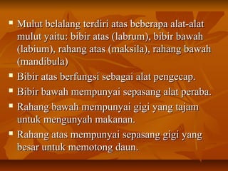  Mulut belalang terdiri atas beberapa alat-alatMulut belalang terdiri atas beberapa alat-alat
mulut yaitu: bibir atas (labrum), bibir bawahmulut yaitu: bibir atas (labrum), bibir bawah
(labium), rahang atas (maksila), rahang bawah(labium), rahang atas (maksila), rahang bawah
(mandibula)(mandibula)
 Bibir atas berfungsi sebagai alat pengecap.Bibir atas berfungsi sebagai alat pengecap.
 Bibir bawah mempunyai sepasang alat peraba.Bibir bawah mempunyai sepasang alat peraba.
 Rahang bawah mempunyai gigi yang tajamRahang bawah mempunyai gigi yang tajam
untuk mengunyah makanan.untuk mengunyah makanan.
 Rahang atas mempunyai sepasang gigi yangRahang atas mempunyai sepasang gigi yang
besar untuk memotong daun.besar untuk memotong daun.
 