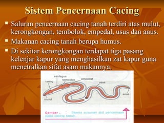 Sistem Pencernaan CacingSistem Pencernaan Cacing
 Saluran pencernaan cacing tanah terdiri atas mulut,Saluran pencernaan cacing tanah terdiri atas mulut,
kerongkongan, tembolok, empedal, usus dan anus.kerongkongan, tembolok, empedal, usus dan anus.
 Makanan cacing tanah berupa humus.Makanan cacing tanah berupa humus.
 Di sekitar kerongkongan terdapat tiga pasangDi sekitar kerongkongan terdapat tiga pasang
kelenjar kapur yang menghasilkan zat kapur gunakelenjar kapur yang menghasilkan zat kapur guna
menetralkan sifat asam makannya.menetralkan sifat asam makannya.
 